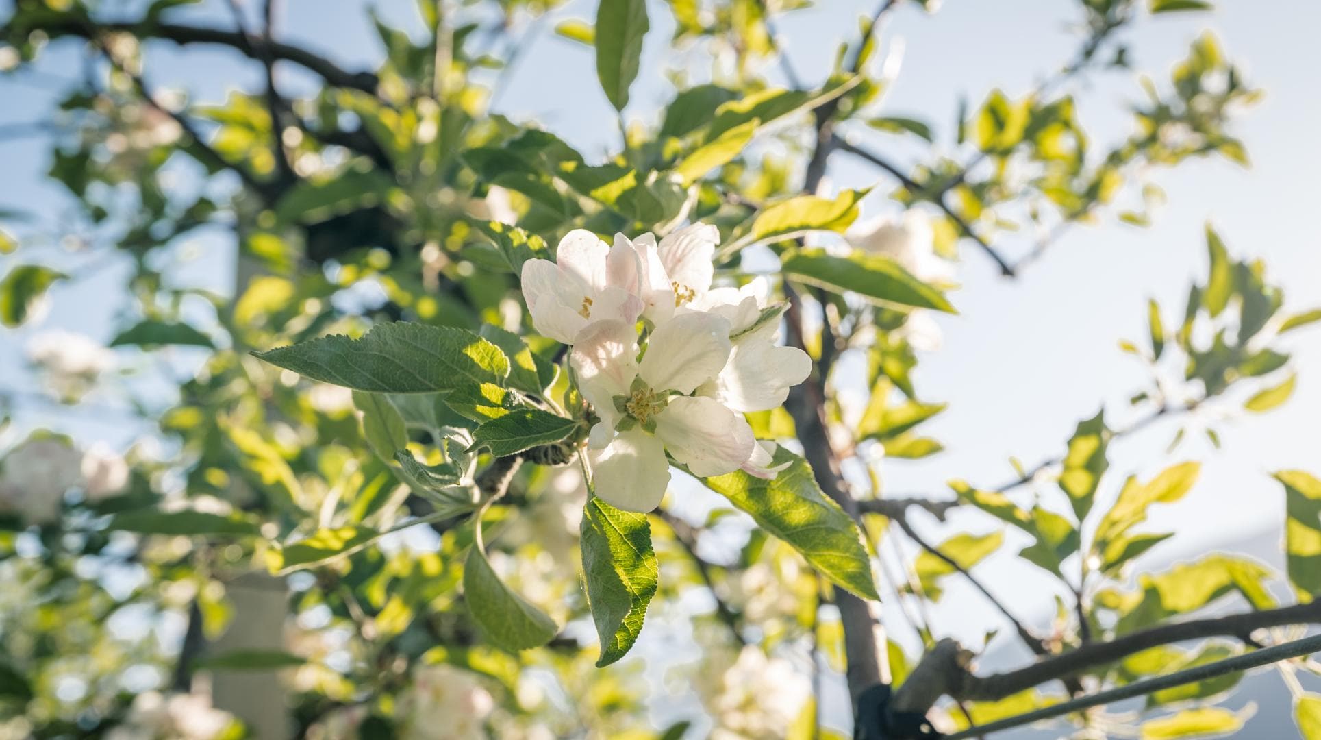 Osterfeiertage & Apfelblüte